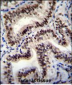 HNRNPCL1 Antibody (C-term)